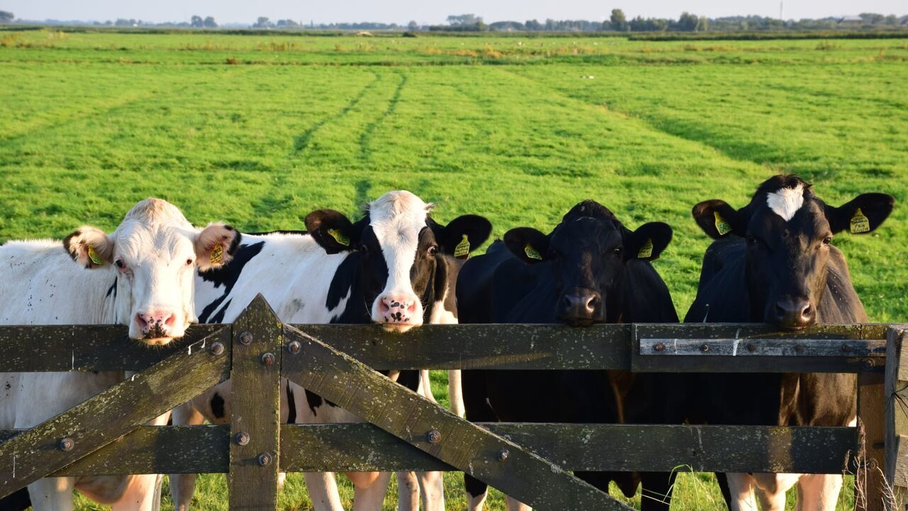 Vignette du programme télé L'amour vu du pré