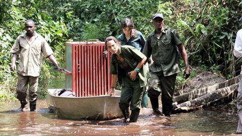 Vignette du programme télé Jane Goodall et les chimpanzés de Tchimpounga