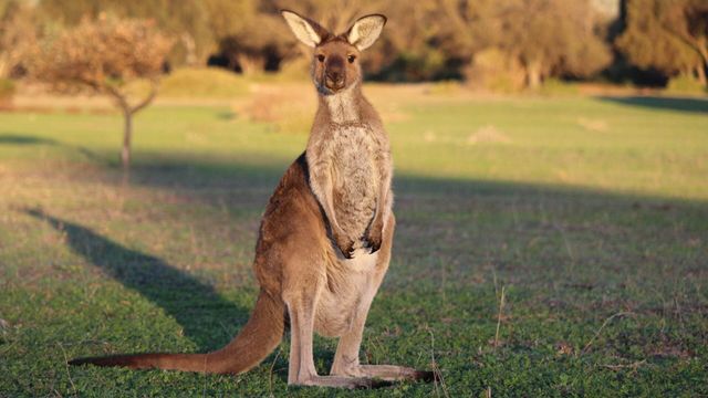 Vignette du programme télé Une saison au zoo