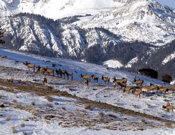 Vignette du programme télé Seuls face à l'Alaska