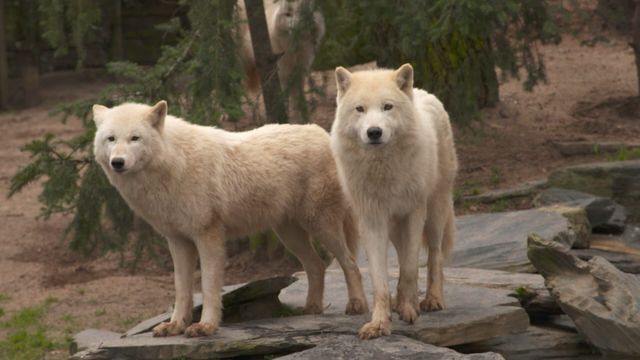 Vignette du programme télé Une saison au zoo