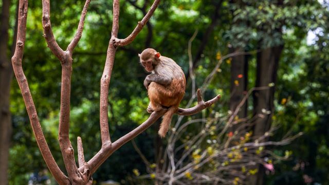 Vignette du programme télé Une saison au zoo