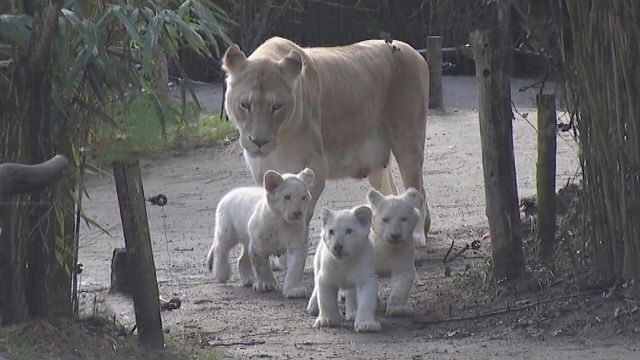 Vignette du programme télé Une saison au zoo