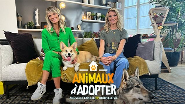 Vignette du programme télé Animaux a adopter : nouvelle famille pour une nouvelle vie