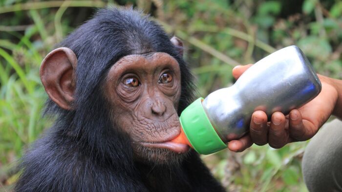 Vignette du programme télé Jane Goodall et les chimpanzés de Tchimpounga