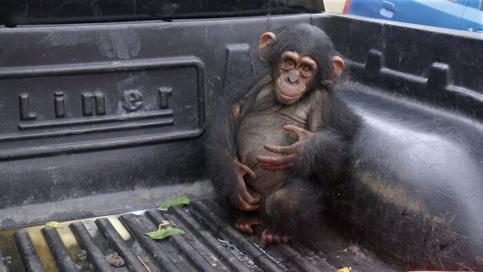 Vignette du programme télé Jane Goodall et les chimpanzés de Tchimpounga