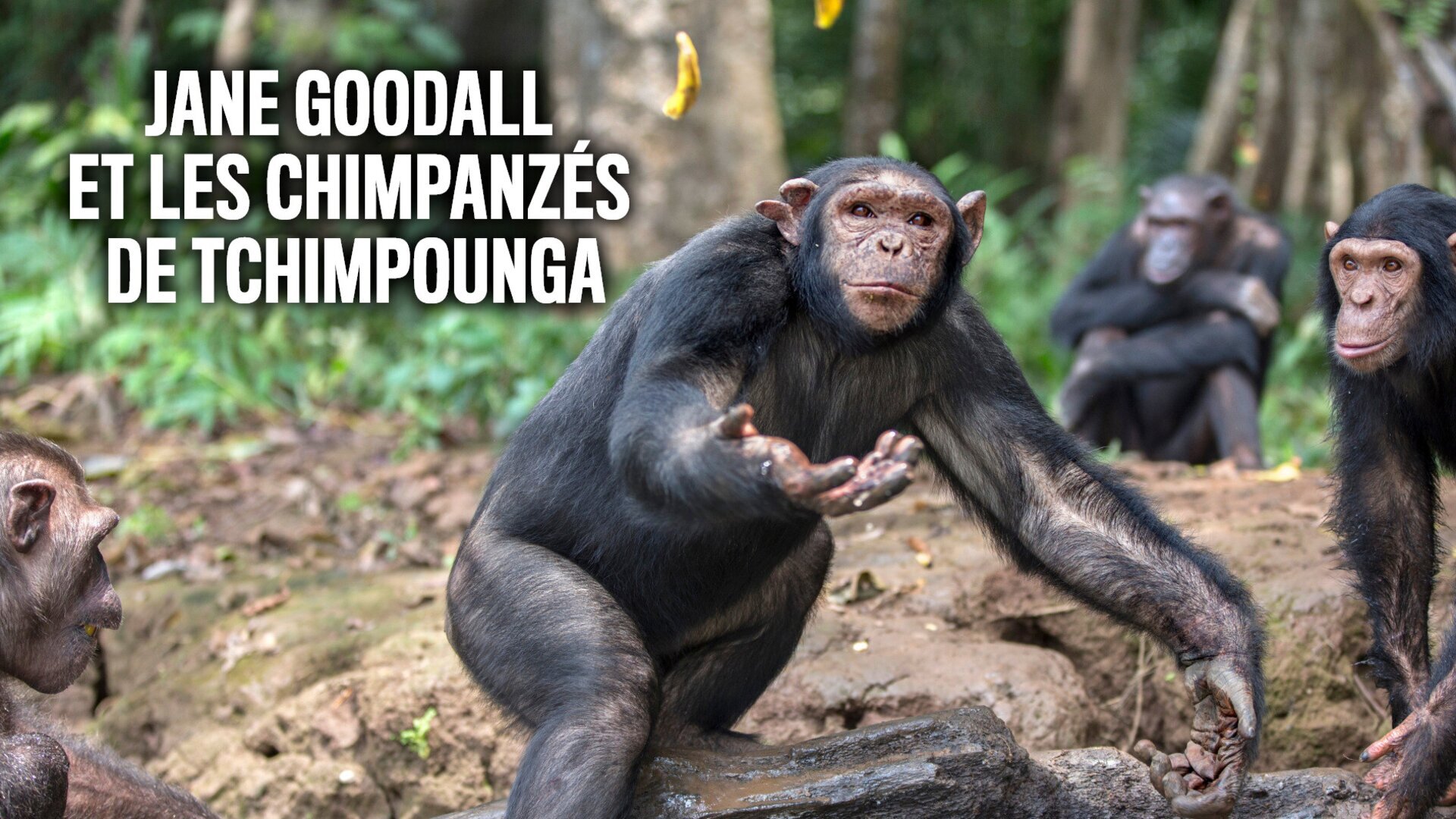 Vignette du programme télé Jane Goodall et les chimpanzés de Tchimpounga