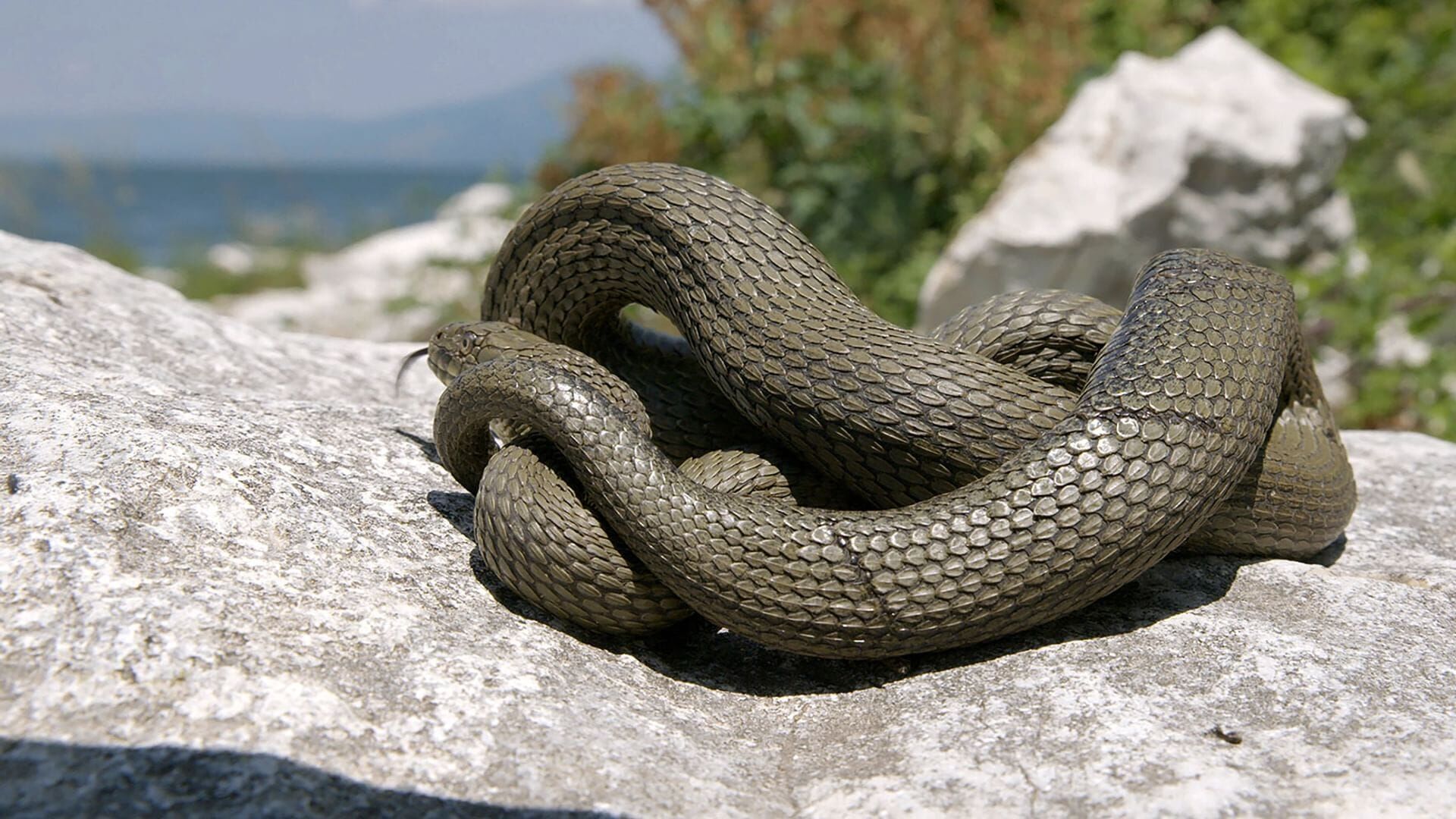 Vignette du programme télé La beauté sauvage des Balkans