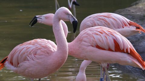 Vignette du programme télé Une saison au zoo