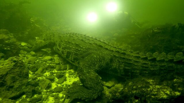 Vignette du programme télé Okavango : mission crocodiles