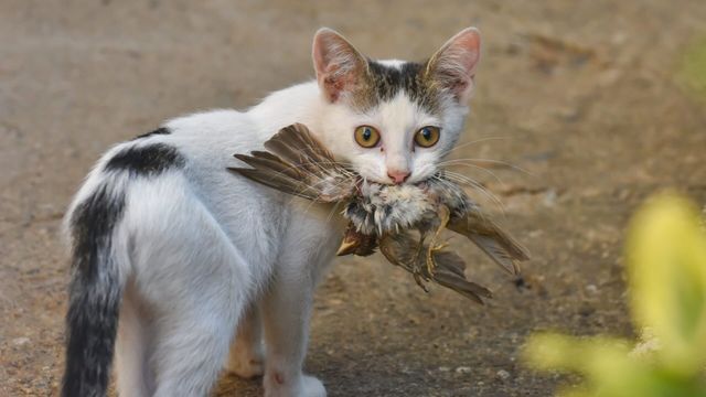 Vignette du programme télé Biodiversite : faut-il chasser les chats