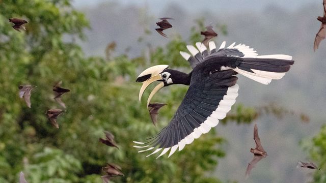 Vignette du programme télé Les derniers paradis sauvages