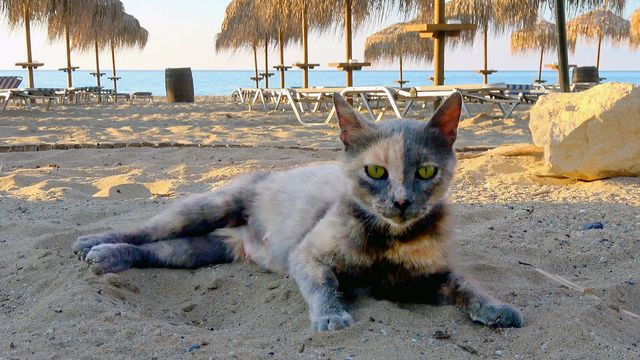 Vignette du programme télé La plage Et la faune grouillante de nos vacances