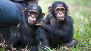 Vignette du programme télé Jane Goodall et les chimpanzés de Tchimpounga (Un nouveau départ) S1 (5/6)