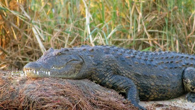 Vignette du programme télé Okavango : mission crocodiles