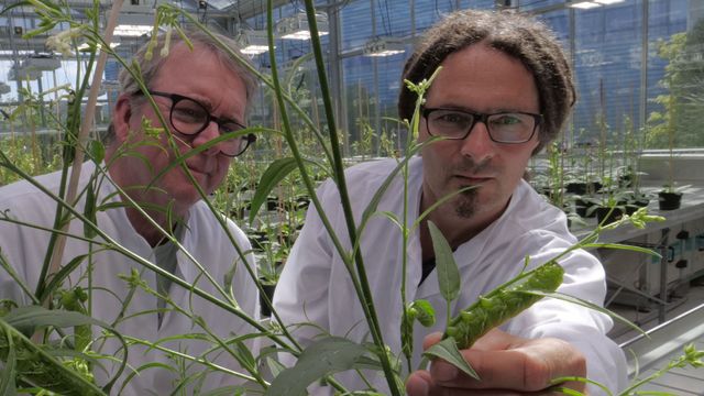 Vignette du programme télé Le genie des plantes