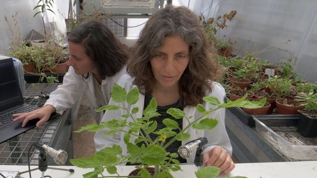 Vignette du programme télé Le genie des plantes