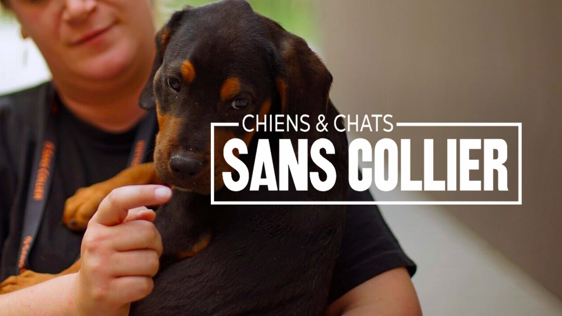 Vignette du programme télé Chiens et chats sans collier