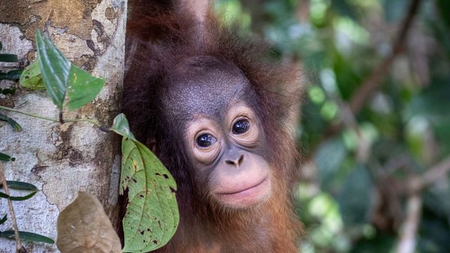 Vignette du programme télé Orangs-outans, nos cousins rouges de la forêt