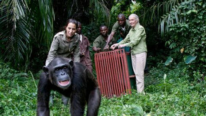 Vignette du programme télé Jane Goodall et les chimpanzés de Tchimpounga (En route pour la vie sauvage) S1 (4/6)