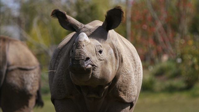 Vignette du programme télé Une saison au zoo - Saison 8