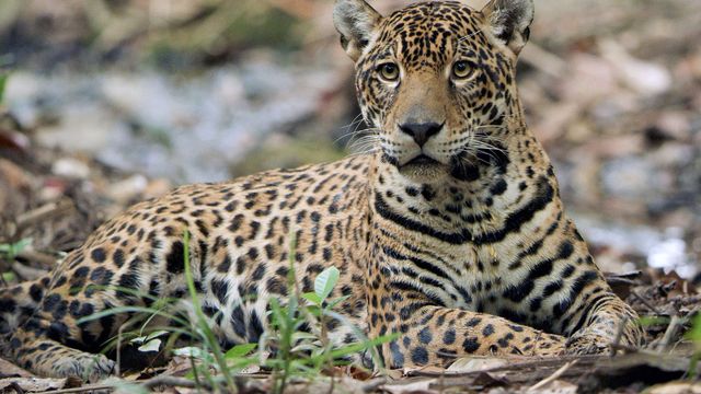 Vignette du programme télé Sur la piste du jaguar au Guyana