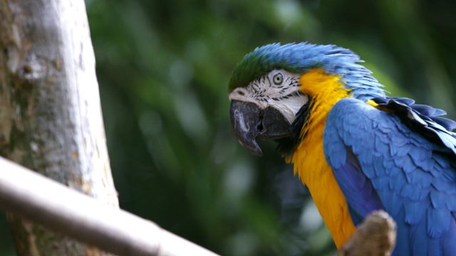 Vignette du programme télé Une saison au zoo - Saison 8