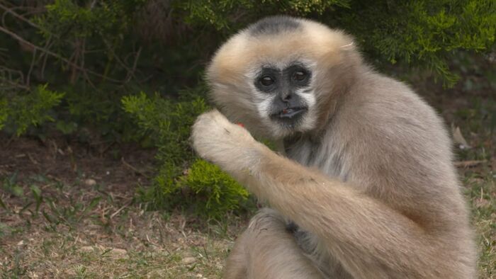Vignette du programme télé Une saison au zoo
