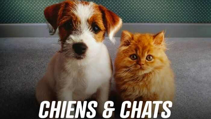 Vignette du programme télé Chiens et chats sans collier