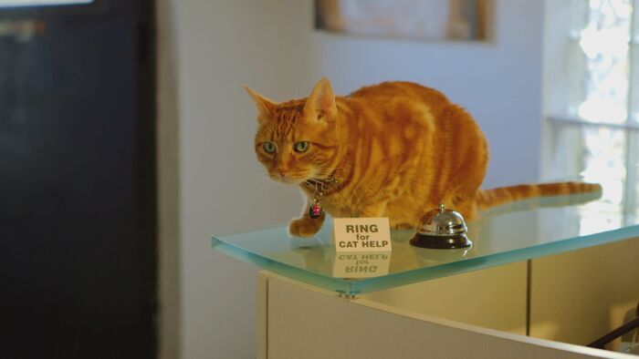 Vignette du programme télé Hell's Cat : mon chat est un cauchemar