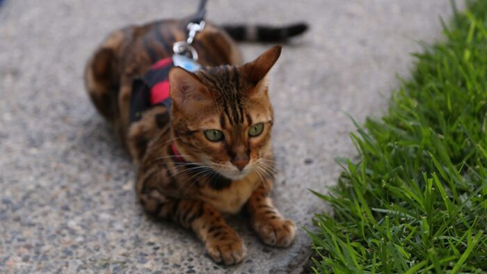 Vignette du programme télé Hell's Cat : mon chat est un cauchemar