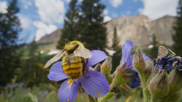 Vignette du programme télé Les insectes, super-héros en minuscule - Saison 1