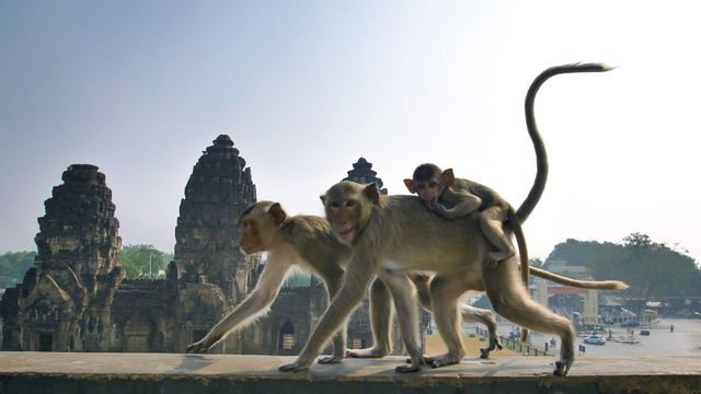Vignette du programme télé Des animaux dans la ville