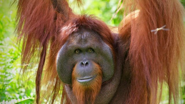 Vignette du programme télé Orangs-outans, nos cousins rouges de la forêt
