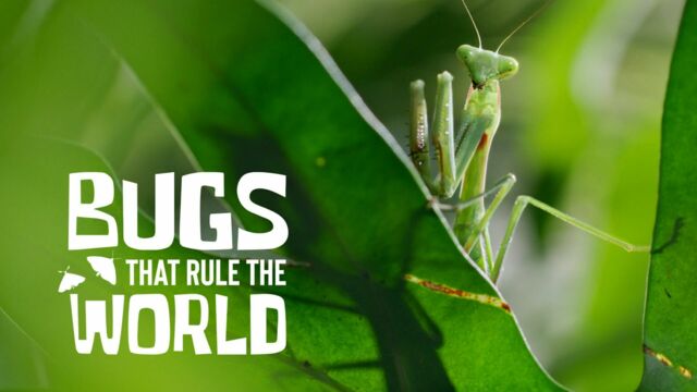 Vignette du programme télé Les insectes, super-héros en minuscule