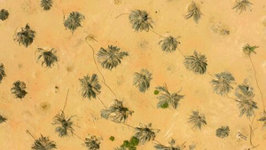 Vignette du programme télé Oasis (Emirats arabes unis, entre les dunes de Liwa) S1 (3/4)