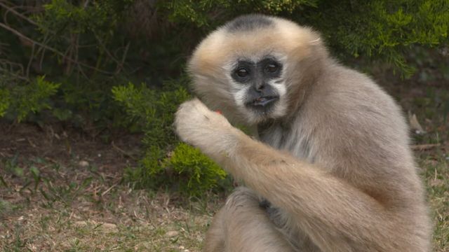 Vignette du programme télé Une saison au zoo - Saison 8