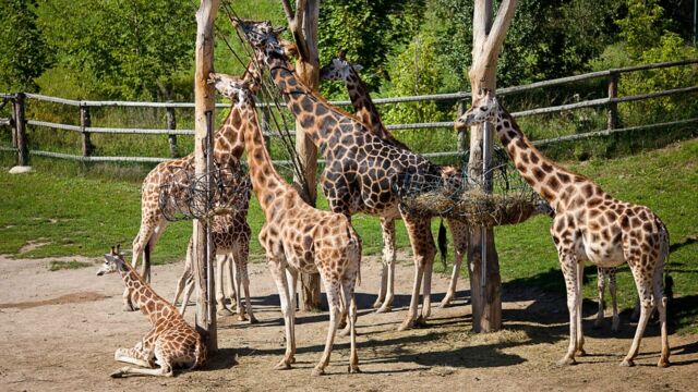 Vignette du programme télé Une saison au zoo