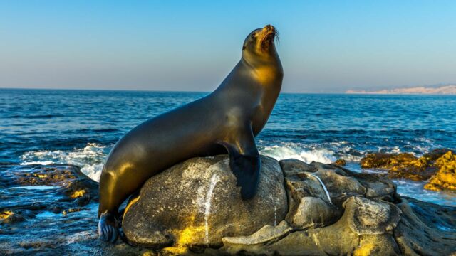 Vignette du programme télé Une saison au zoo