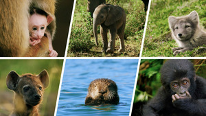 Vignette du programme télé La première année des bébés animaux (Vers l'indépendance) S1 (3/3)