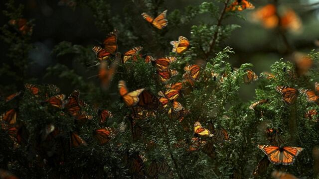 Vignette du programme télé Les insectes, super-héros en minuscule