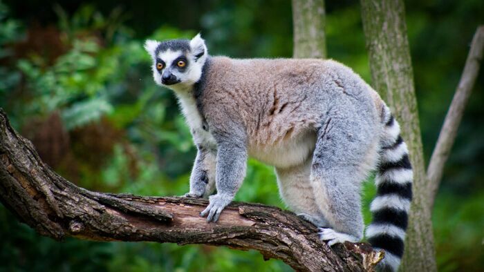 Vignette du programme télé Une saison au zoo