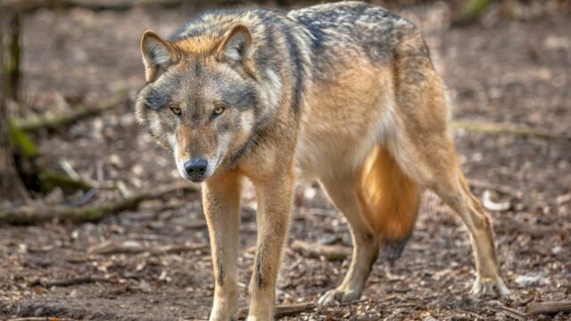 Vignette du programme télé Des chiens sur la piste des loups