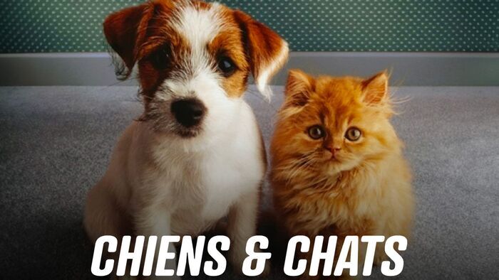 Vignette du programme télé Chiens et chats sans collier