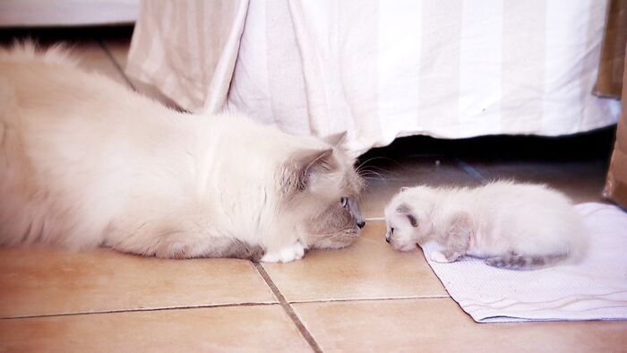 Vignette du programme télé La vie secrète des chats