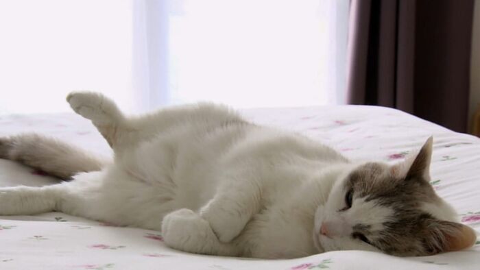Vignette du programme télé La vie secrète des chats