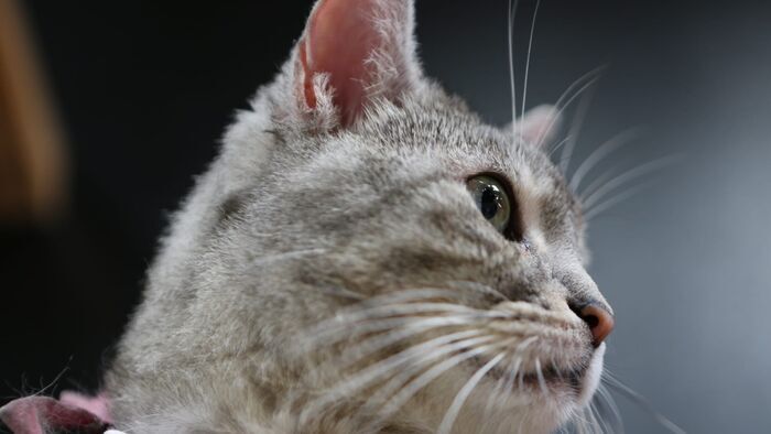 Vignette du programme télé Hell's Cat : mon chat est un cauchemar
