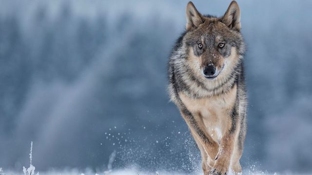 Vignette du programme télé Une saison au zoo - Saison 8