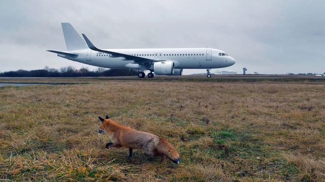 Vignette du programme télé Les animaux de l'aéroport