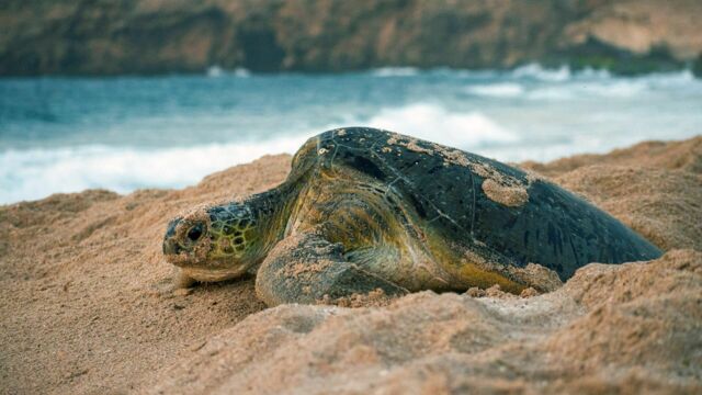 Vignette du programme télé Oman sauvage : Léopards et tortues marines